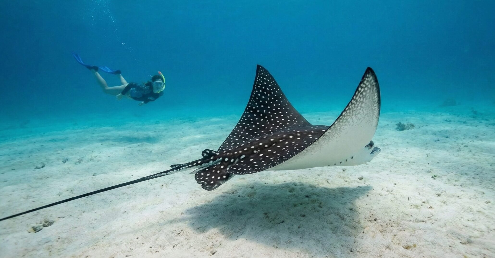 Hol Fish What to Expect from Your Hol Chan Snorkeling Tour: A Detailed Guide